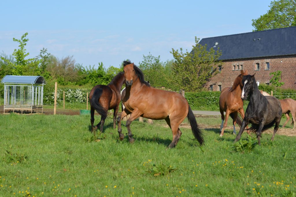 silverpoons_justinemigeot_donno_donnerfeevandesta_étho_éthologie_sportétho_pensionprairie_troupeau